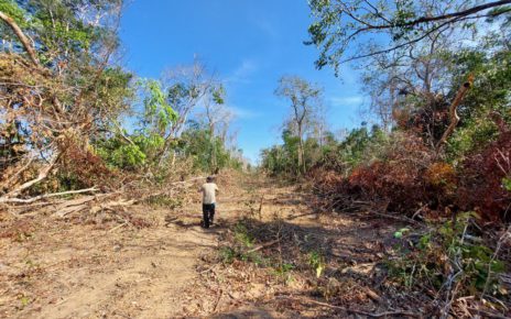 A Koh Entchey community forest member walks on wide dirt paths and brush in the protected area in Kratie's Boeng Char commune in February 2022. (Keat Soriththeavy/VOD)