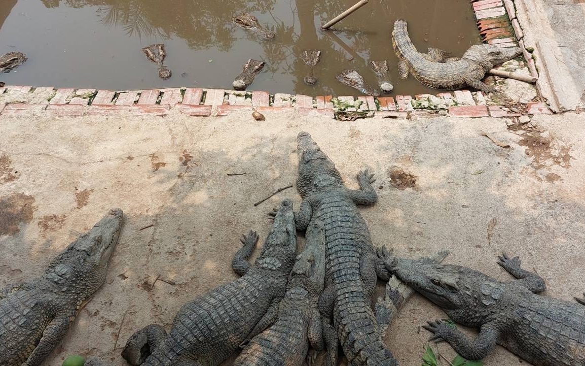 Crocodiles sunbathe and sit in a pond at a private farm in Pursat's Krakor district on April 9, 2022. (Danielle Keeton-Olsen/VOD)