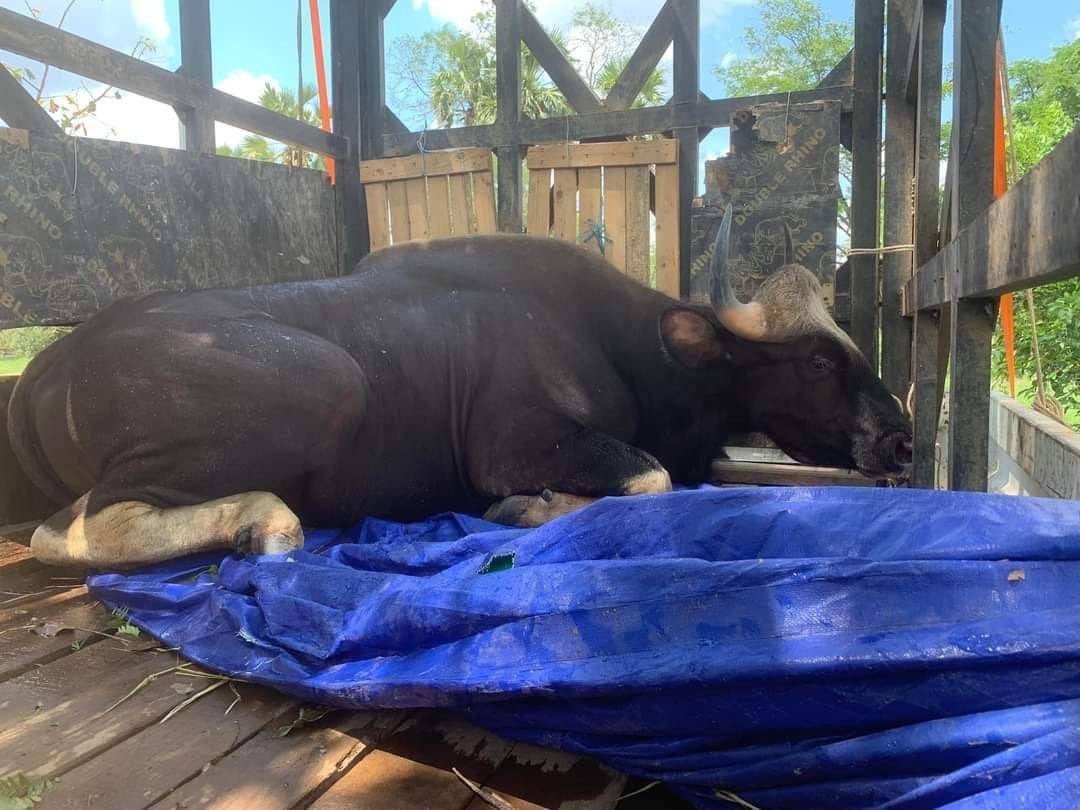 The gaur that injured three Oddar Meanchey villagers in an unexpected encounter on Wednesday, March 28, 2022. Photo supplied by villagers.