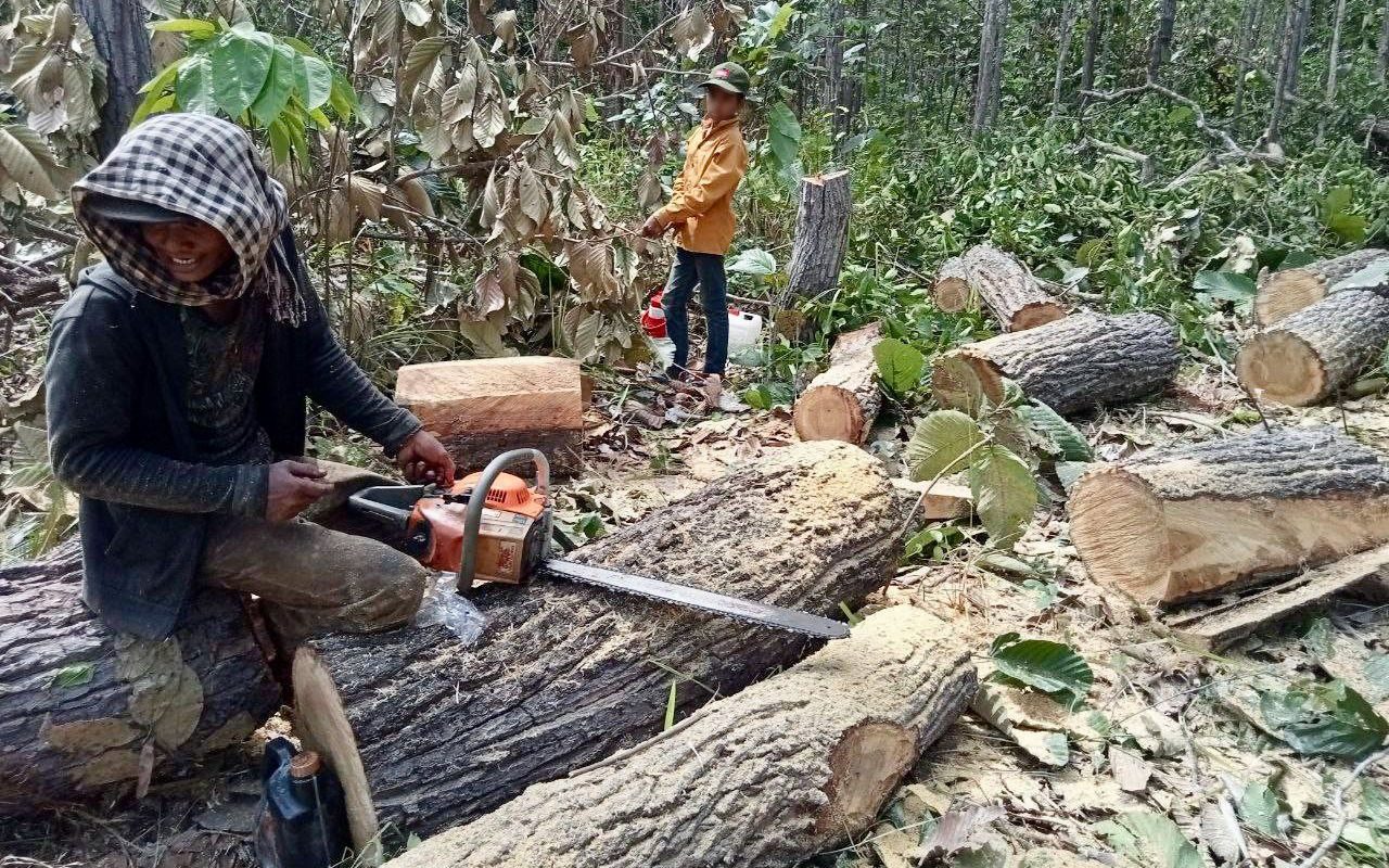 Loggers cutting down protected forest in Kampong Speu's Metta forest, edging closer to a pagoda with a nature-loving monk.