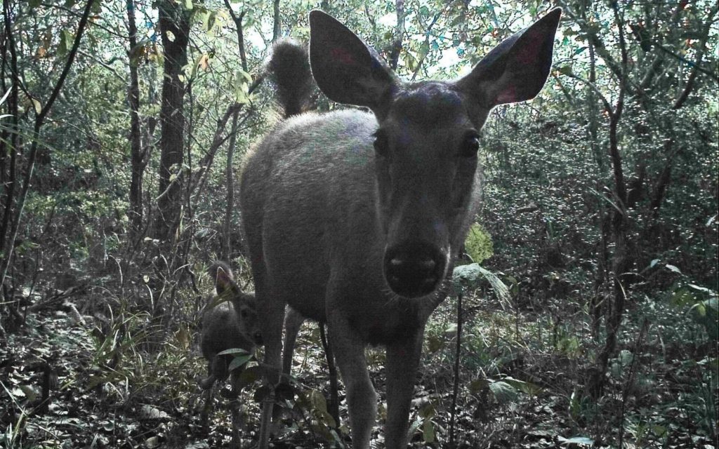 A deer captured on a camera trap in Phnom Tamao's forested area.