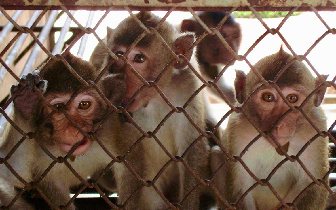 Long-tailed macaques photographed at a breeding center in Cambodia.