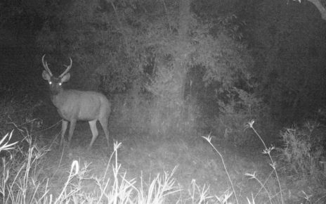 A sambar deer captured on a camera trap in Phnom Tamao's forested area.