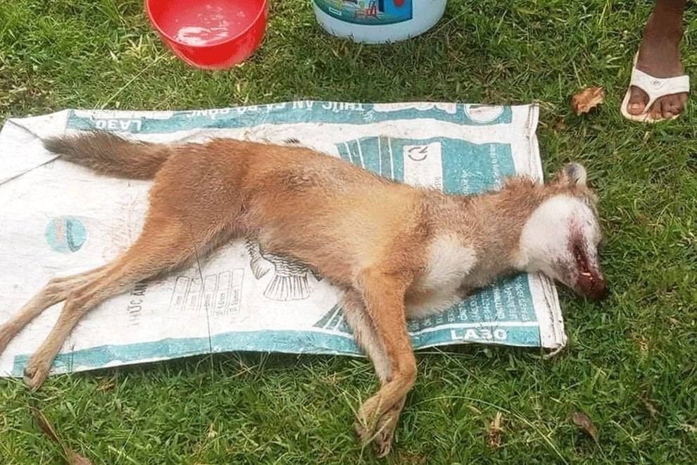 The animal killed and eaten by villagers in Kampong Chhnang after it bit four people. Locals referred to the creature as a "wolf", and a wildlife expert has said it may either be a common jackal or a dhole, which is much more rare. Photo taken Tuesday, May 24, 2022. Supplied.