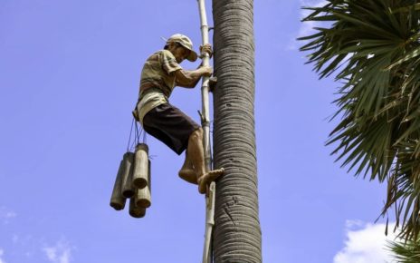 A worker on a palm tree. (Kampong Speu Palm Sugar Promotion Association)