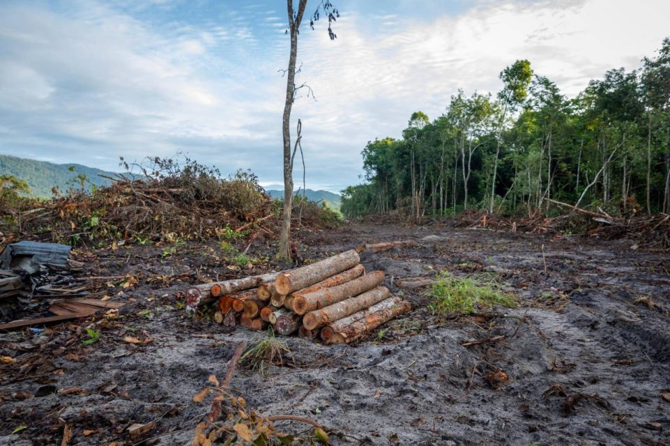 Cleared woods in Kampong Speu’s Metta forest on June 8, 2022. (Roun Ry/VOD)