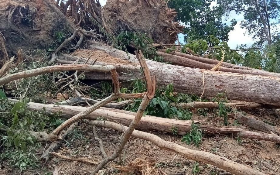 A felled tree on disputed land in Ratanakiri’s Nhang commune. (Supplied)