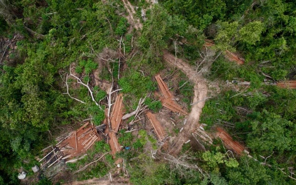 Sawn planks of wood in Prey Preah Roka forest, photographed by the Forest Defenders Project over the weekend.