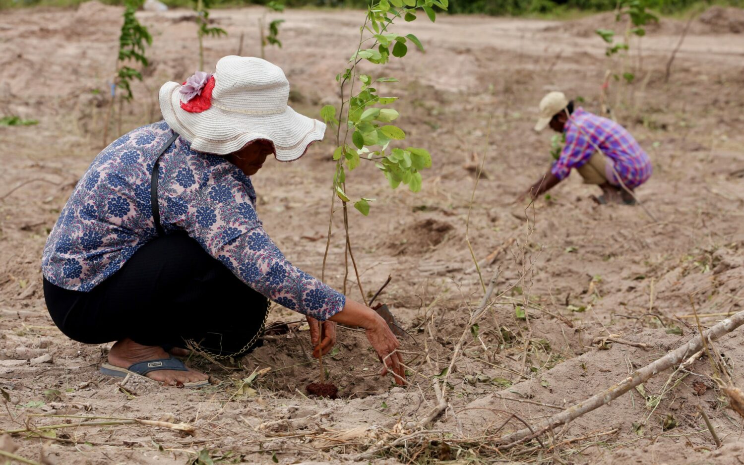 Workers plant saplings at Phnom Tamao forest on August 8, 2022. (Hean Rangsey/VOD)