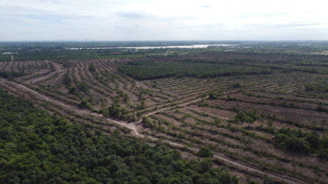 Forest clearing seen from a drone's view in Phnom Tamao forest in Takeo province on August 5, 2022. (Danielle Keeton-Olsen/VOD)