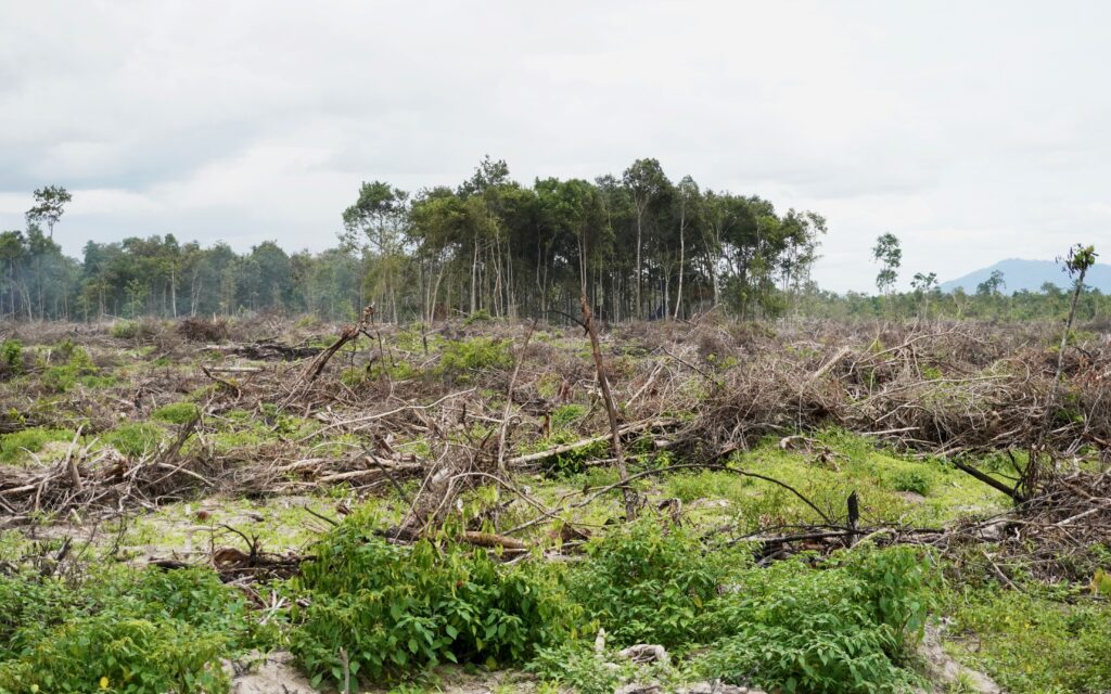 Remnants of the Metta Forest on August 9, 2022. (Hean Rangsey/VOD)