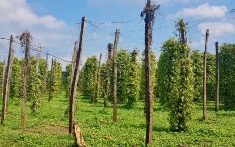 Barren poles with dying pepper plants at a farm in Da commmune in Tbong Khmum on July 25, 2022. (Sarum Sreynat/VOD)