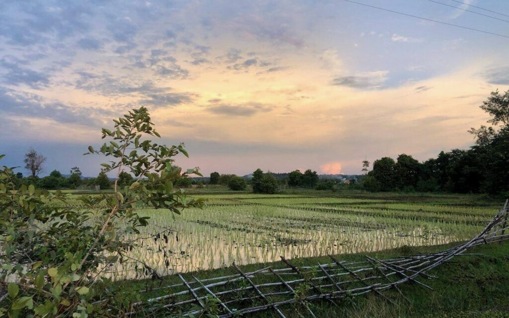 A rice field in Memang commune on August 1, 2022. (Fiona Kelliher)