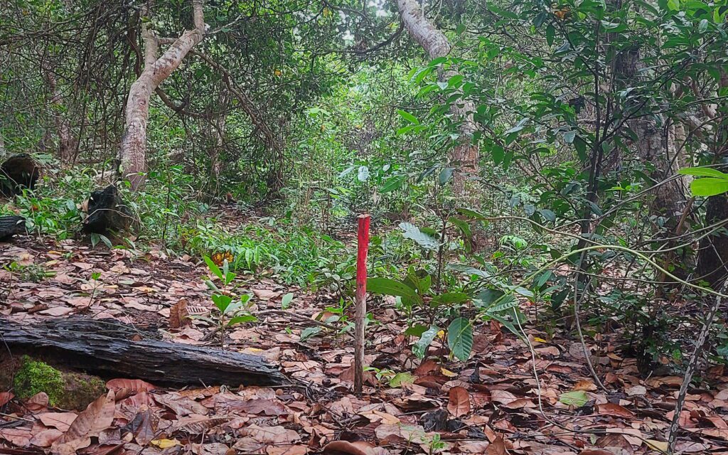 A pole that residents say was placed by Electricite du Cambodge to mark the path of a new transmission line in Stung Treng's Anlong Phe commune on May 18, 2022. (Danielle Keeton-Olsen/VOD)