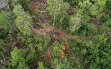 Deforestation in the Prey Preah Roka Wildlife Sanctuary in Preah Vihear province in July and August 2022, as seen by Kuy indigenous community patrollers in Brame commune. (Supplied)