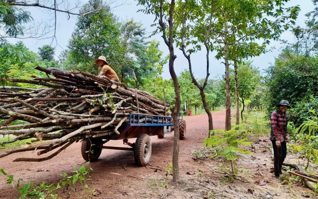Nearby residents collect wood from Run Ta Ek. (Phin Rathana/VOD)