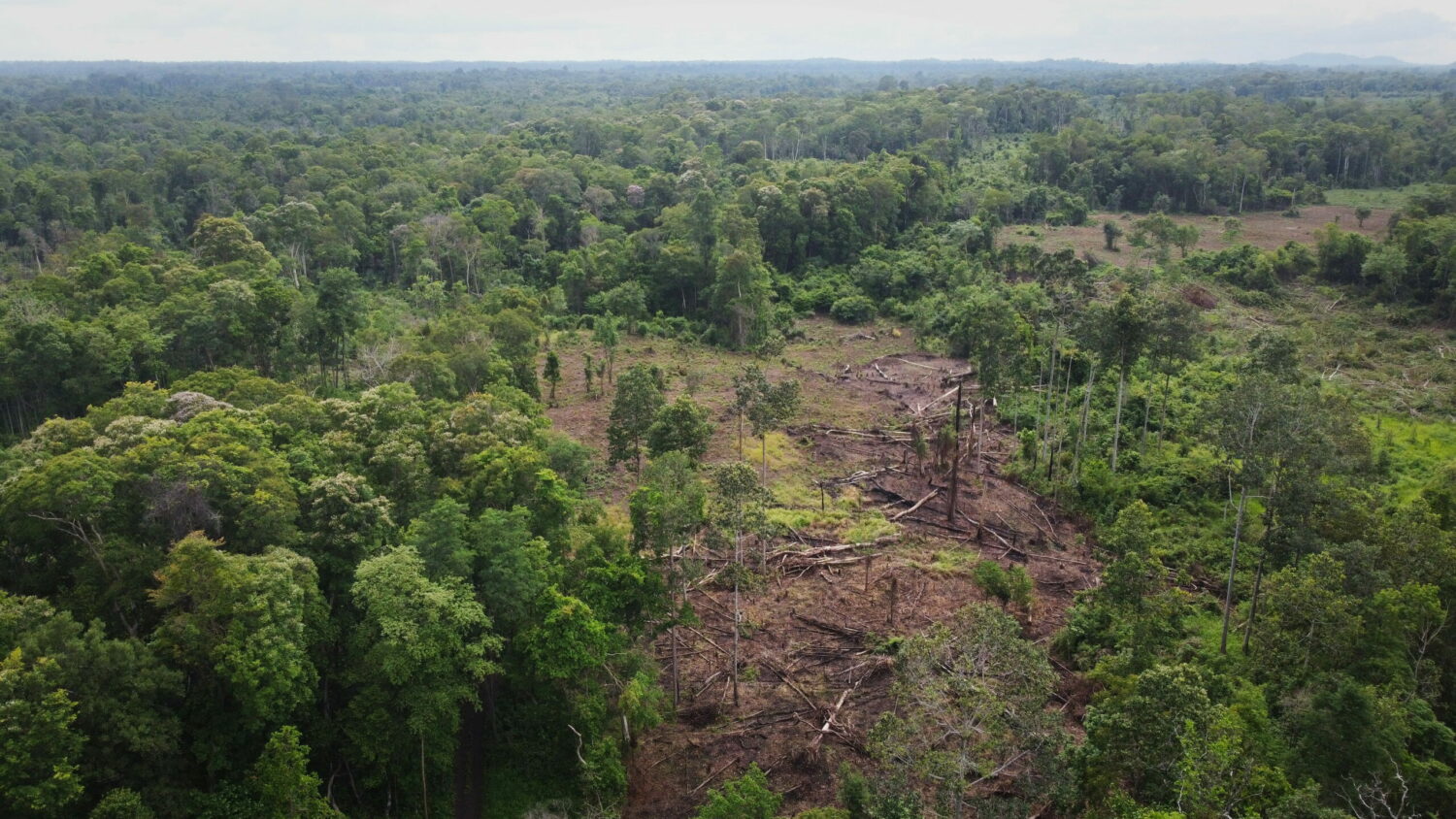 An area of newly cleared trees captured via drone just outside the Toal Community Protected Area in Stung Treng's Anlong Phe commune on May 18, 2022. (Danielle Keeton-Olsen/VOD)