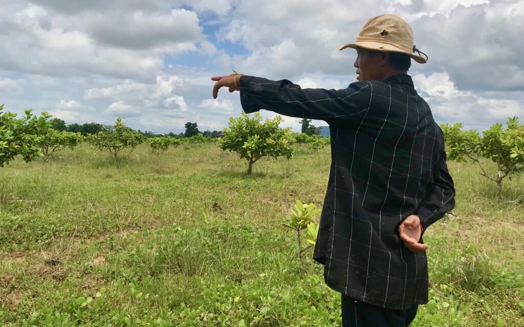 Phalla's brother-in-law Chhong Ming points to the couple’s 3 hectares of land planted with cassava trees. (Meng Kroypunlok/VOD)