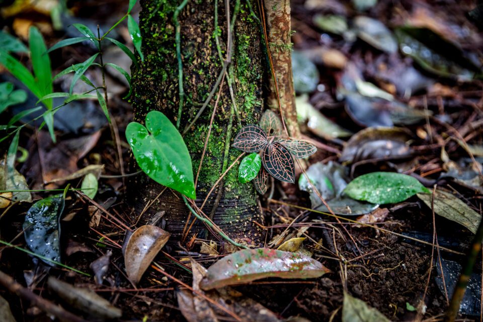 A jewel orchid, which a researcher identified as Anoectochilus lylei, growing on the base of a tree trunk in the Knong Psar area in Cardamom Protected Forest on August 2, 2022. (Roun Ry/VOD)