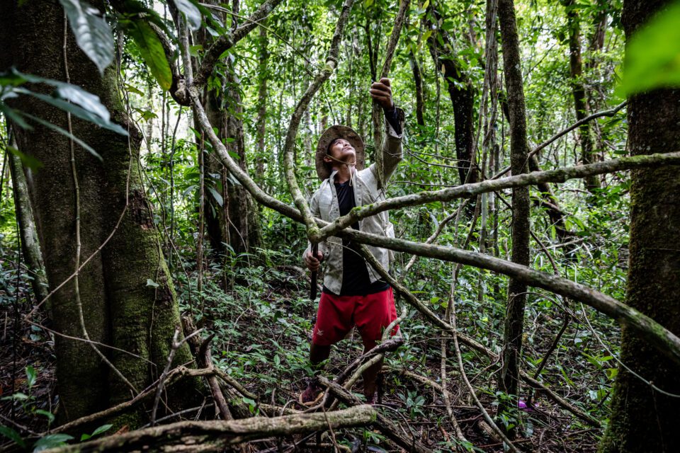 Community guide Hing Sao reaches for a twist of vines in the Knong Psar area of Cardamom Protected Forest on August 2, 2022. (Roun Ry/VOD)