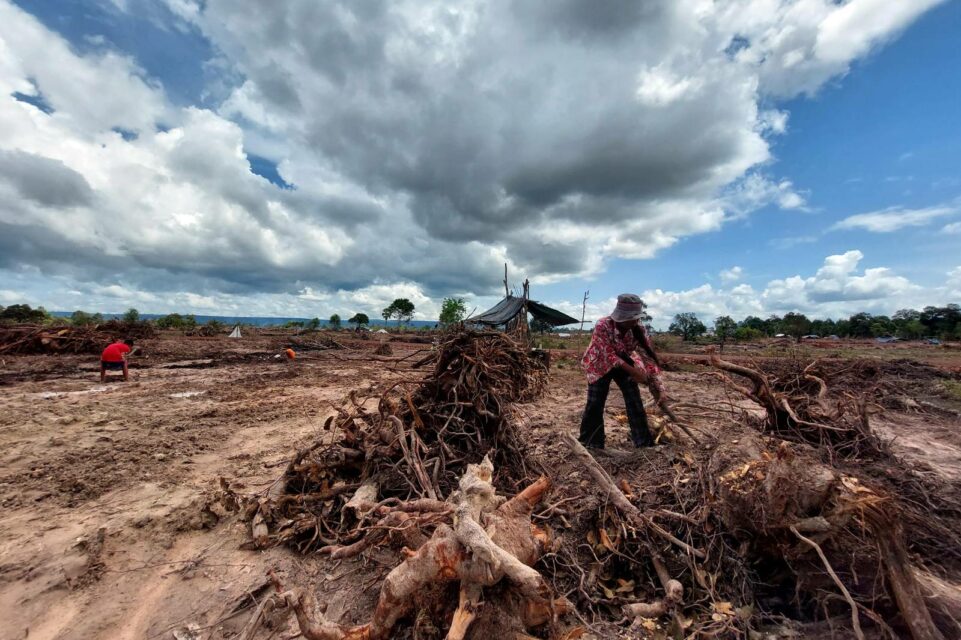 A woman clears land in Siem Reap's Run Ta Ek commune, a designated resettlement site for Angkor evictees, on October 8, 2022. (Hean Rangsey/VOD)