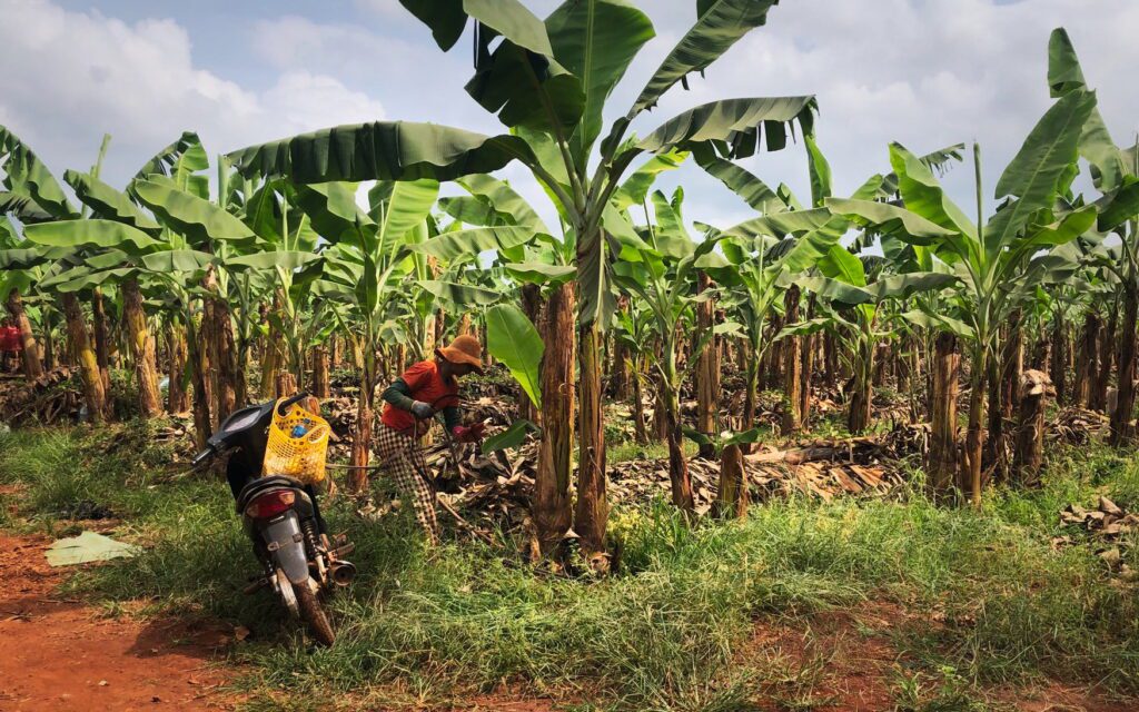 A banana plantation worker in Kampong Cham province's Stung Trang district on November 4, 2022. (Fiona Kelliher/VOD)
