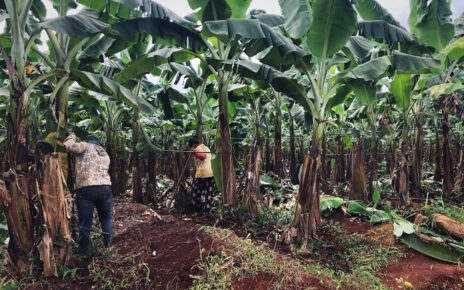 Workers at a banana plantation in Kampong Cham province's Stung Trang district where three people died and dozens of others were hospitalized, on November 4, 2022. (Fiona Kelliher/VOD)