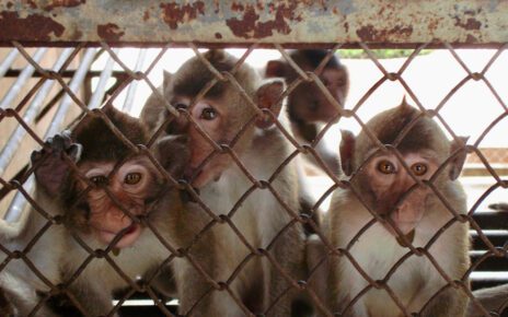 Long-tailed macaques photographed at a breeding facility in Cambodia. (Cruelty Free International)