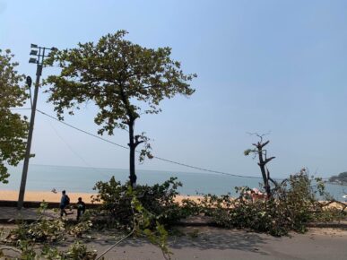 Trees were cut from the Kep beachside walkway starting from February 2 for a "beautification" project, in a photo posted to Kep city governor Kheng Yorn's Facebook page.